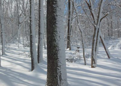 Snow on Trees with Shadows (12x9 larger photograph)