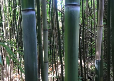 Bamboo Woods (9x12 or larger)