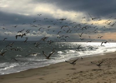 Beach Alive with Birds (12x9 or larger)