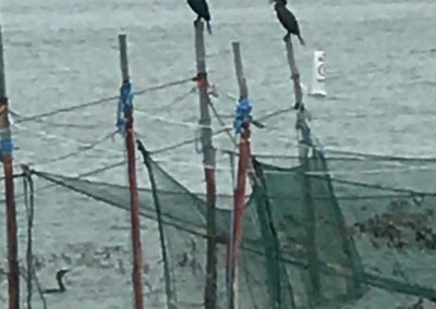 Cormorants - Short Beach, Noyack (9x12 or larger)
