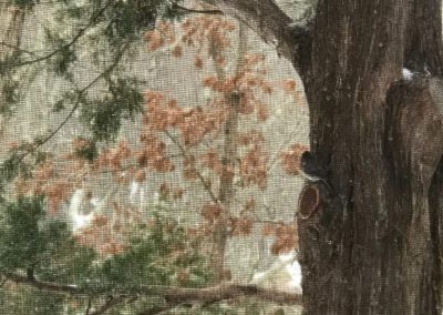 Our Closest Tree Neighbor (9×12 or larger)