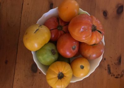 Tomato Harvest (12×9 or larger)
