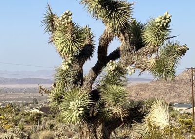 #2 Joshua Tree