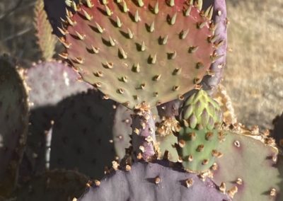 #10 Joshua Tree