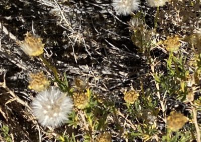 #19 Joshua Tree/Desert Hot Springs