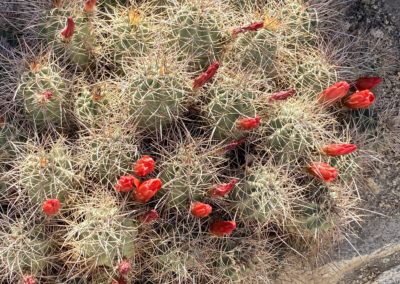 #24 Joshua Tree/Desert Hot Springs