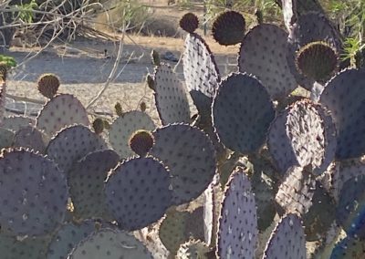 #3 Joshua Tree