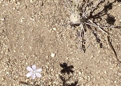 #34 Joshua Tree/Desert Hot Springs