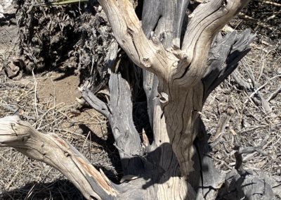#37 Joshua Tree/Desert Hot Springs