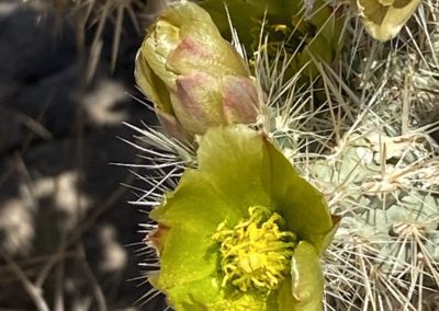 #39 Joshua Tree/Desert Hot Springs