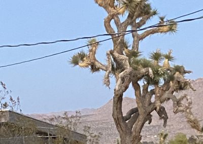 #4 Joshua Tree