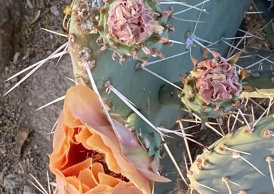 #44 Joshua Tree/Twentynine Palms - Four Corners