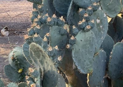 #45 Joshua Tree/Twentynine Palms - Four Corners