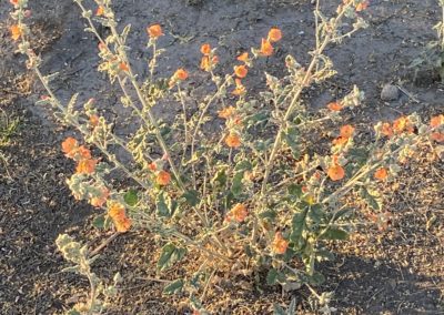 #46 Joshua Tree/Twentynine Palms - Four Corners