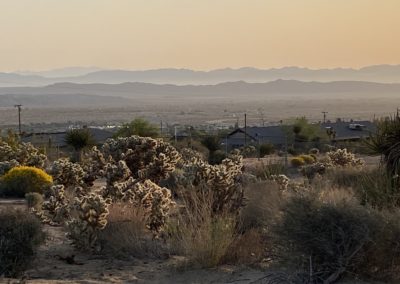 #51 Joshua Tree