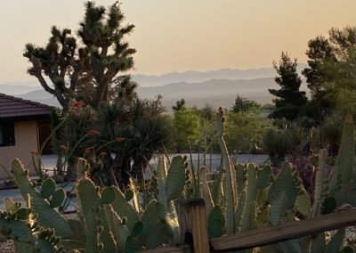#53 Joshua Tree