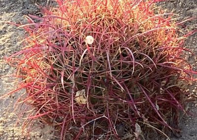 #55 Joshua Tree