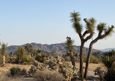 #60 Joshua Tree