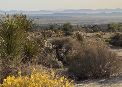#62 Joshua Tree