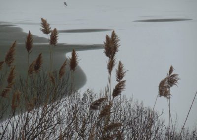 Bulrushes on Snow and Ice (12x9 or larger photograph)