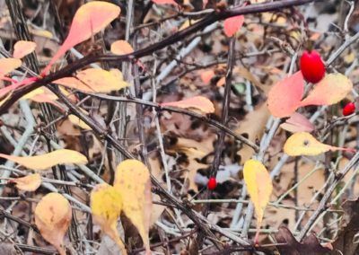 Autumn in the Woods (﻿12×9 or larger)