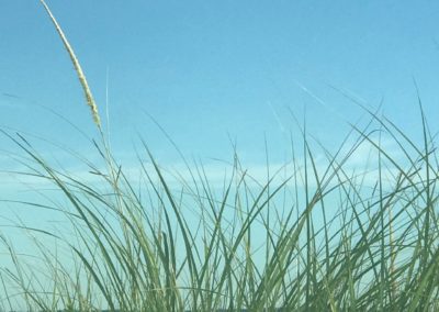 Beach Grasses (9x12 or larger)