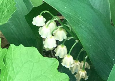 Lilies of the Valley (for Mom)