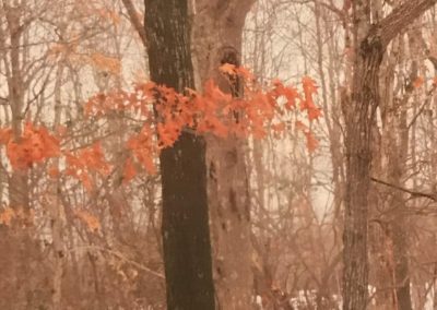 Red Leaves in Winter (9x12 or larger)