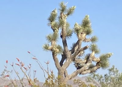 #1 Joshua Tree