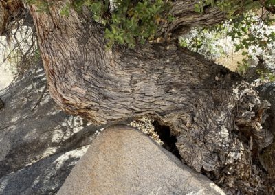 #17 Joshua Tree/Desert Hot Springs