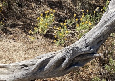 #20 Joshua Tree/Desert Hot Springs