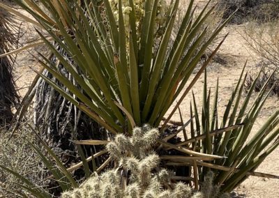 #27 Joshua Tree/Desert Hot Springs