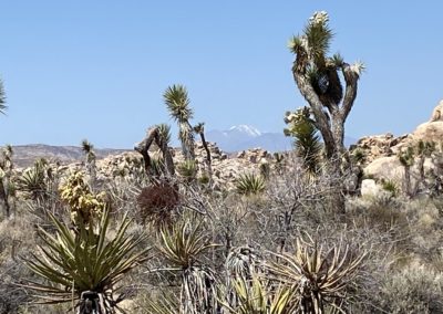 #28 Joshua Tree/Desert Hot Springs