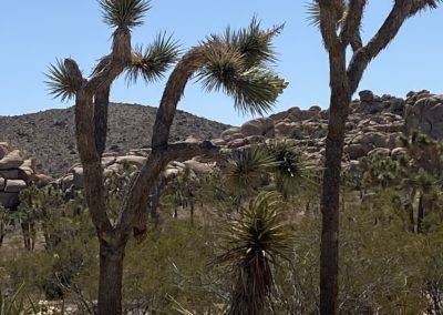 #29 Joshua Tree/Desert Hot Springs