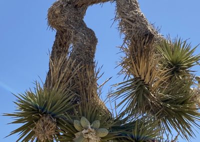 #30 Joshua Tree/Desert Hot Springs