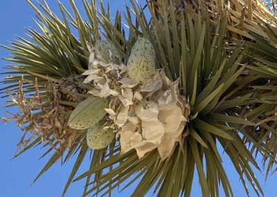 #31 Joshua Tree/Desert Hot Springs