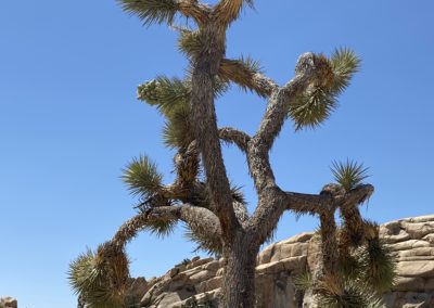 #33 Joshua Tree/Desert Hot Springs