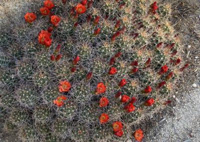 #36 Joshua Tree/Desert Hot Springs