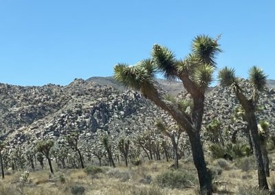 #40 Joshua Tree National Park