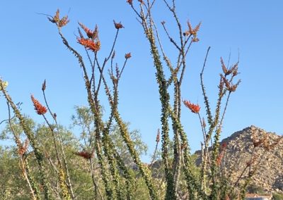 #42 Joshua Tree (Ocotillo)