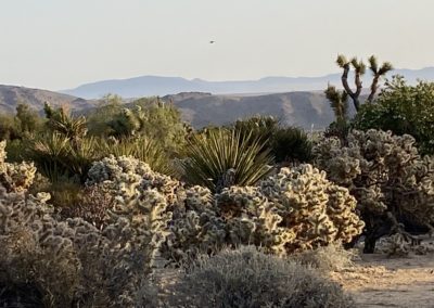 #58 Joshua Tree