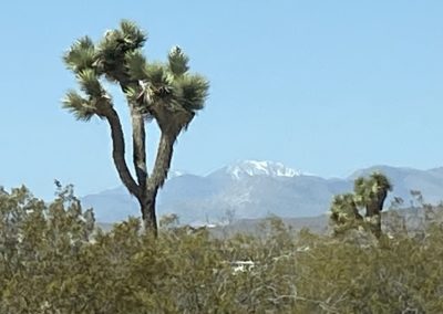 #65 Joshua Tree